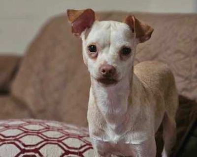 Aden - Chihuahua Male Dog for Adoption