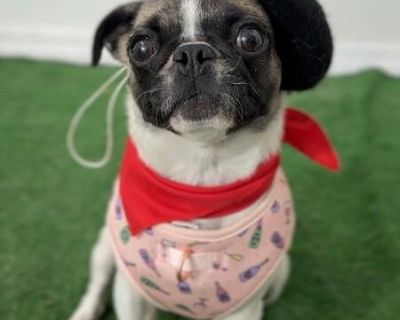 Liv - Pug Mix Female Dog for Adoption