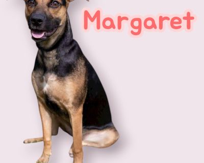 Visit www.wtfarmtn.org to submit an adoption application. All dogs are age-appropriately vetted: - Spayed/Neutered (3+ months old) - Vaccinated - DAPPv (6+ weeks old), Bordetella (6+ weeks old) & Rabies (3+ months old) - Microchipped - Dewormed & Other Internal Parasite Prevention/Treatments - Broad-spectrum as well as Tapeworm, Coccidia & Giardia - Flea, Tick & Heartworm Prevention/Treatments ...