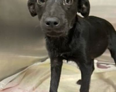 URGENT! Baby needs foster asap - Border Collie/Labrador Retriever Mix Female Puppy for Adoption