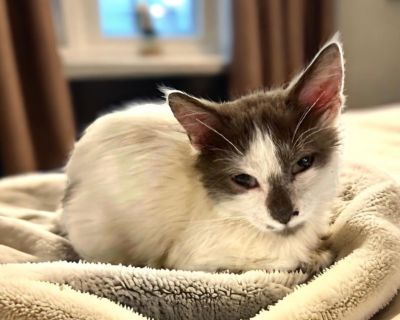 Rory - Extra-Toes Cat / Hemingway Polydactyl & Domestic Medium Hair Mix Male Cat for Adoption