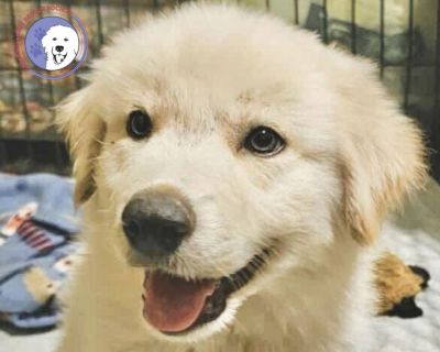 **Tune in to our Facebook page (Great Pyrenees Rescue Society - GPRS) every Sunday at 3pm CT to see our dogs LIVE! You can also find previous episodes on our YouTube channel (@gprspyrs). If you would like a specific dog to be featured on our show, please email us at info@greatpyreneesrescuesociety.org ** We have WEEKLY transports. If you find a pyr you love, you can have him/her home quickly! H...