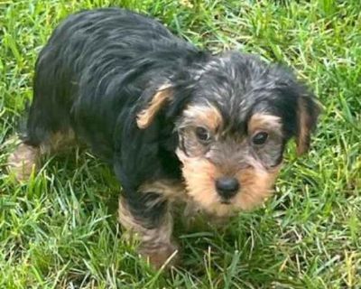 Escargot - Yorkie, Yorkshire Terrier Male Puppy for Adoption