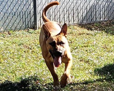 Case #59608214. Rune was born November 2025. He was shy for a few minutes but once he found out he was allowed to run and act goofy in the play yard, he took advantage of it. Curious and ready to play, Rune is a fun guy. This dog has been spayed/neutered, microchipped and is current with shots according to its age. Adoption fee is $90.00 cash or check only.. Coat length Short Health Vaccination...