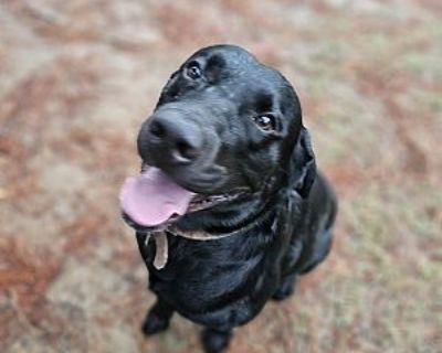 Tito - Labrador Retriever Male Dog for Adoption