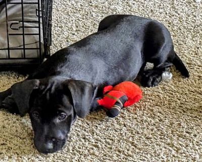 Penelope (Penny) - Labrador Retriever/Australian Cattle Dog Mix Female Puppy for Adoption