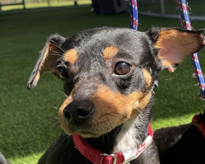 Nino - Chihuahua Mix Male Dog for Adoption