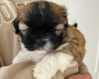 These sweet shihtzu puppies are looking for their forever homes. READY TO GO TO THEIR NEW HOME NOW. Mother and father are purebred Shihtzu. Non-shedding and Hypoallergenic. Very playful. Great with kids. All puppies are vet checked, vaccinated and dewormed. They will be sent home with a care package which includes; food, a toy, health passport, and a blanket. $300 Non-refundable deposit require...