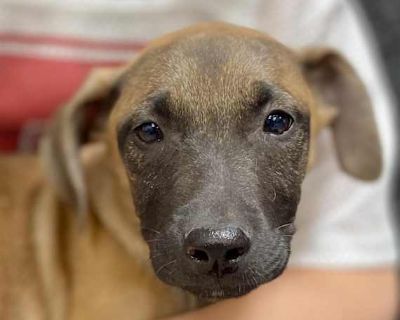 Tom - Pit Bull Terrier/German Shepherd Dog Mix Male Puppy for Adoption