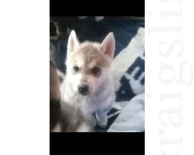 Puppy