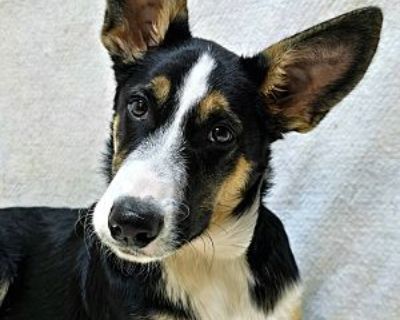 Renegade - Border Collie Male Puppy for Adoption