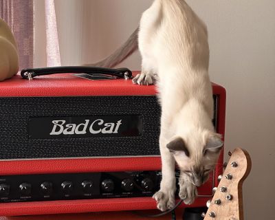 Bad Cat Cub IV 30R HW