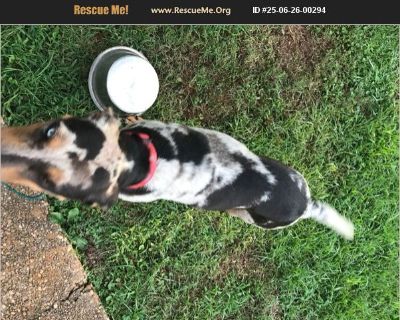 - Male Puppy Catahoula for Adoption
