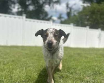 Scout - Terrier (Unknown Type, Medium) Male Dog for Adoption