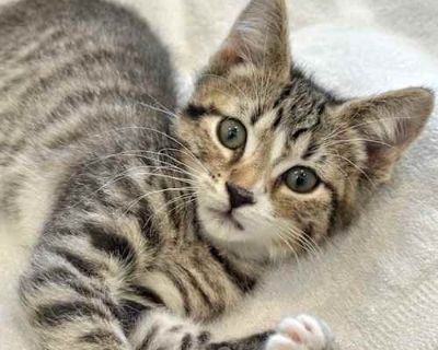Spongebob - American Shorthair Male Cat for Adoption