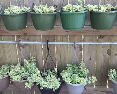 Patrick's Plant Sale