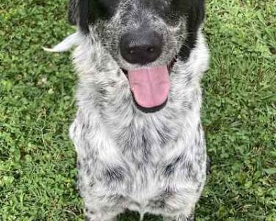Pepper - German Shorthaired Pointer Female Dog for Adoption