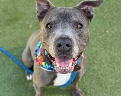 Steve - American Pit Bull Terrier/Cane Corso Mix Male Dog for Adoption