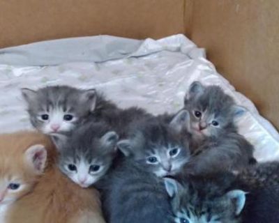 Birdie Kittens Due - Siberian Male & Female For Sale