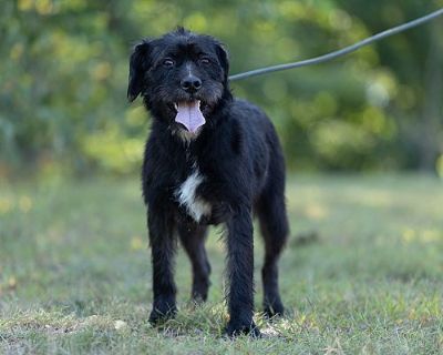 Hollyhock - Giant Schnauzer Female Dog for Adoption