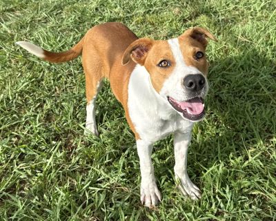 Craig - German Shorthaired Pointer Mix Male Dog for Adoption
