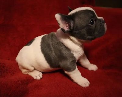 3 Male and 2 Female French Bulldog Puppies for Sale