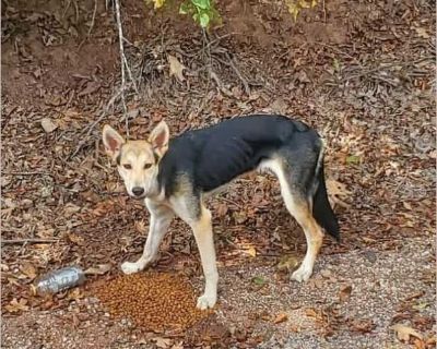 Polaris - German Shepherd / Australian Shepherd Female Puppy