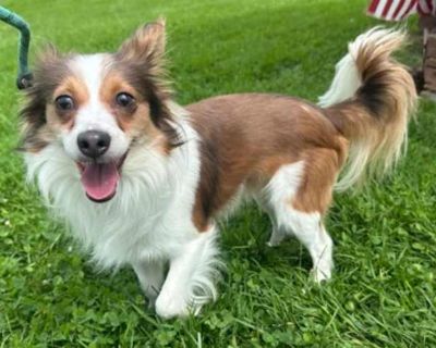 PAPI - Papillon Male Dog for Adoption