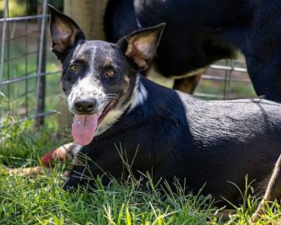 Bruno - Mixed Breed (Medium) Male Dog for Adoption