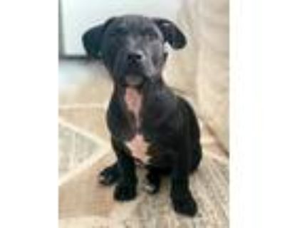 Adopt Piglet a Black Boxer / Labrador Retriever / Mixed dog in Rancho Santa
