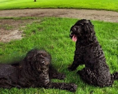 1 Male and 1 Female Black Russian Terrier Puppies for Sale