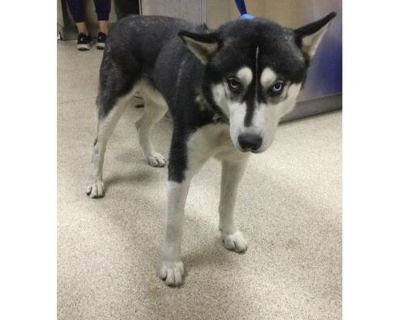 Dog - Husky Male Dog for Adoption