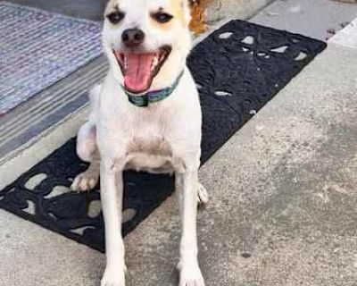 Link - Terrier (Unknown Type, Small)/Basenji Mix Male Dog for Adoption