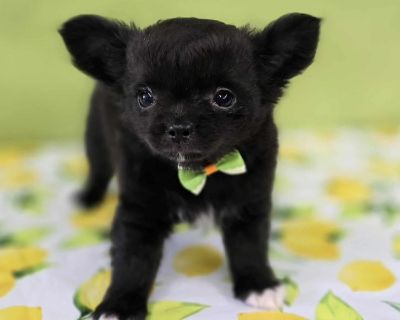 Beamer - 10 Weeks Black W White Chest: Long Hair Male Chihuahua Puppy For Sale