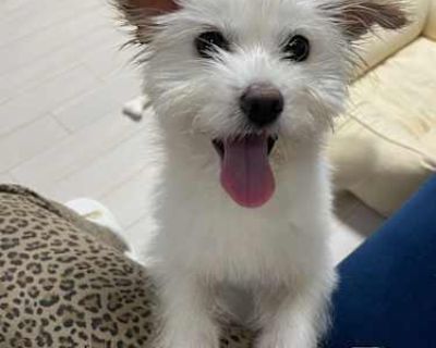 Jjaru - Terrier (Unknown Type, Small)/Maltese Mix Female Dog for Adoption