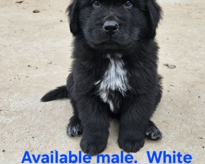 Newfoundland Puppies Purebred