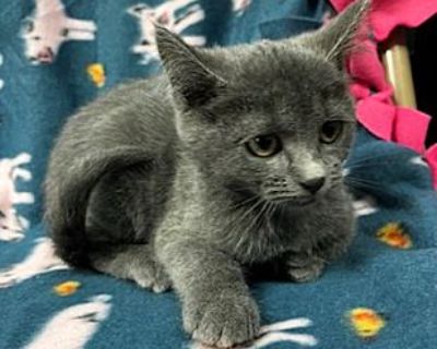 Tilly - Domestic Shorthair Female Kitten for Adoption