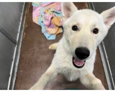 Snowflake - Husky/Mixed Breed (Medium) Mix Male Puppy for Adoption