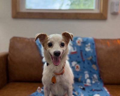 Stark - Chihuahua & Jack Russell Terrier Mix Male Dog for Adoption