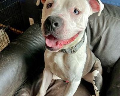 Brantley aka Leo - American Staffordshire Terrier Male Dog for Adoption