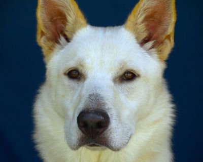 Josie - German Shepherd Dog Female Dog for Adoption