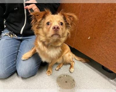 BRAXTON - Chi-Corgi Male Adult Dog for Adoption