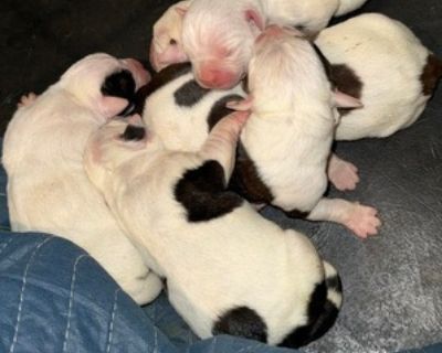 4 Weeks Old * Availability Date: 12/04/2025 * Shipping Area: Nationwide * Payment Method: Money Order/Cashier's Check, Paypal, Cash *. Big Time Kennels breeds power, loyalty, and excellence. Our American Bulldogs carry strength, intelligence, and unmatched devotion. Big breed. Big heart. Big legacy. ???????? Items Included: First vaccinations and dewormed