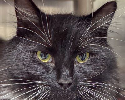 Characteristics Affectionate and Loving, Classic Extrovert, Curious Explorer, Expert Biscuit Maker, Good with Cats, Love Language is Headbutts, Bonded Health Vaccinations up to date, spayed / neutered.. Young Male Medium Black , White