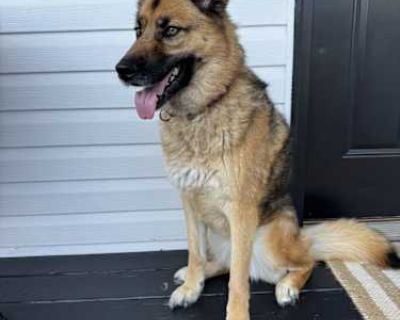 Nova - German Shepherd Dog/Husky Mix Female Dog for Adoption