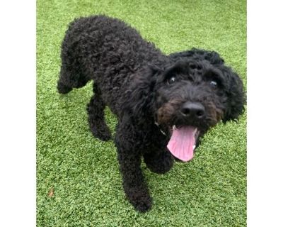 Leonard - English Cocker Spaniel/Poodle (Miniature) Mix Male Dog for Adoption