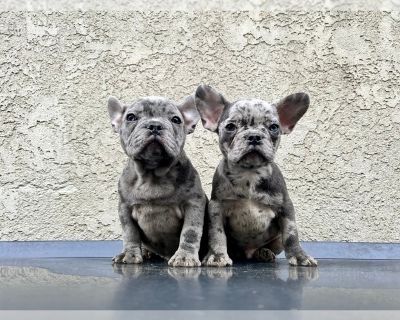 Frenchies - French Bulldog Female Puppy for Sale