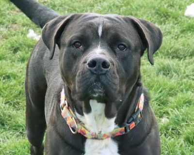 Paisley - Rottweiler/Cane Corso Mix Female Dog for Adoption