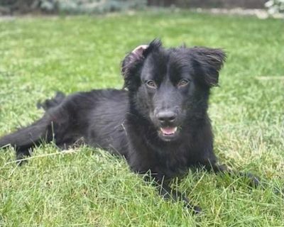 Buford - Retriever (Unknown Type) Male Puppy for Adoption