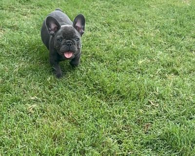 1 Male and 1 Female French Bulldog Puppies for Sale